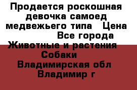Продается роскошная девочка самоед медвежьего типа › Цена ­ 35 000 - Все города Животные и растения » Собаки   . Владимирская обл.,Владимир г.